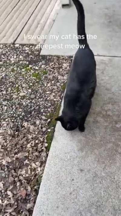 Thanks, I hate the meow