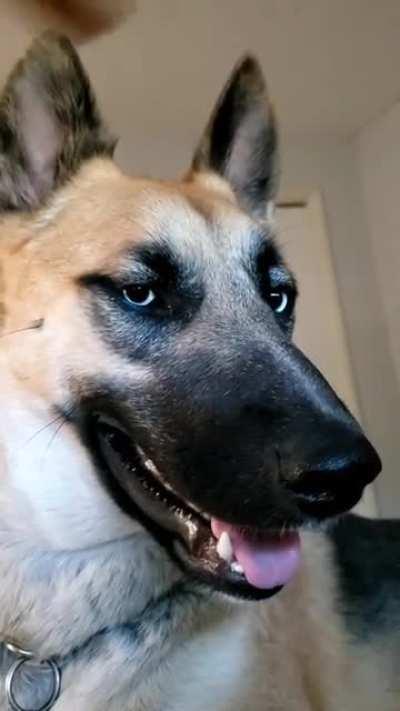 Proof of how vicious GSD's are. I didn't survive. /s