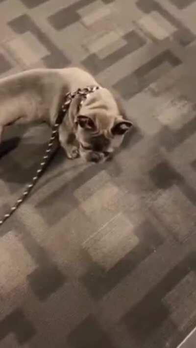 Little guy had waited his whole life for this moment, he wasn't going to waste the opportunity...