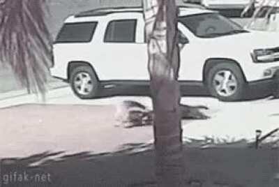 Chaos, a bike, a dog, and a cat, in two acts