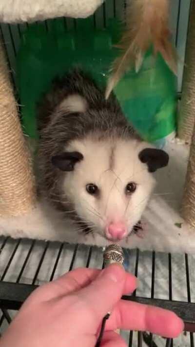 Today’s Opossum ASMR is brought to you by the sound of grape snackums!