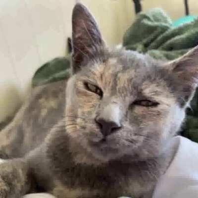 Cat speaking mad fax