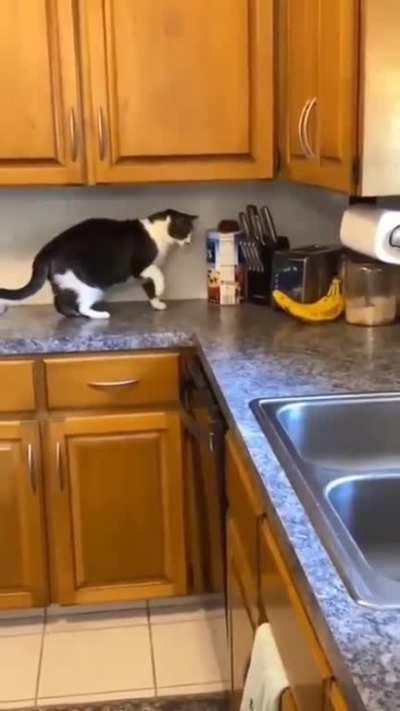 This banana messed with the wrong cat