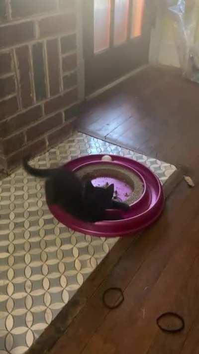 My coworkers and I found this little guy hiding in the frame of the BBQ truck at our restaurant. His name is Brisket and he loves to play