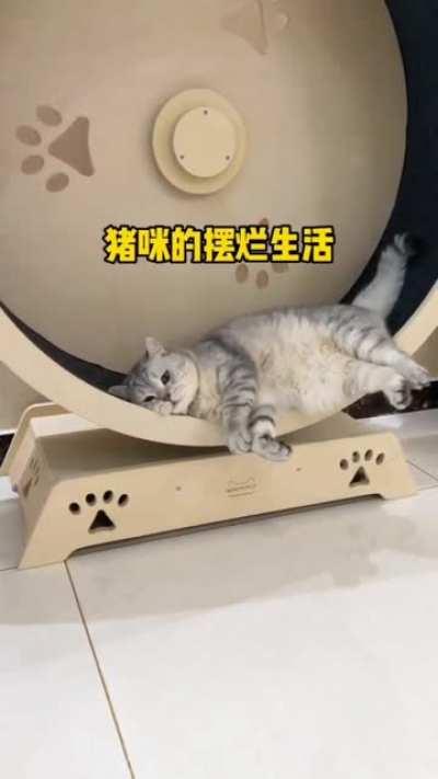 You sure this isn't nap wheel?