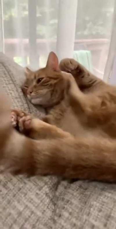 Crazy Mis-cat-culation