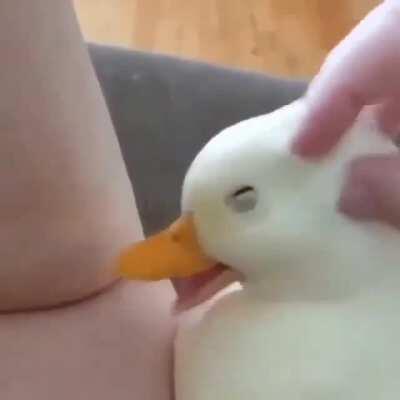 Vídeo para alegrar al día ahhhh