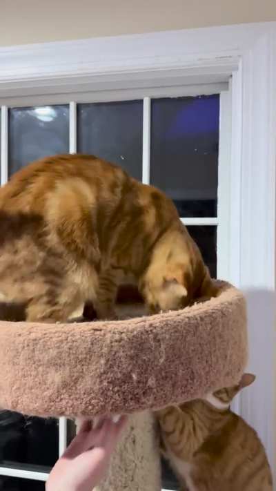 My cat boxing