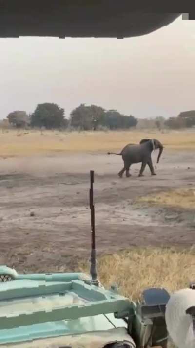 Honey badger vs Elephant