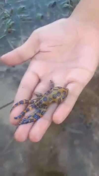 Mom films her son picking up an extremely venomous blue-ringed octopus, one of the most toxic animals on earth.