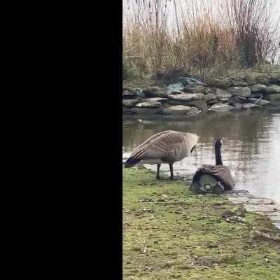 We witnessed an Easter weekend miracle at Stanley Park today