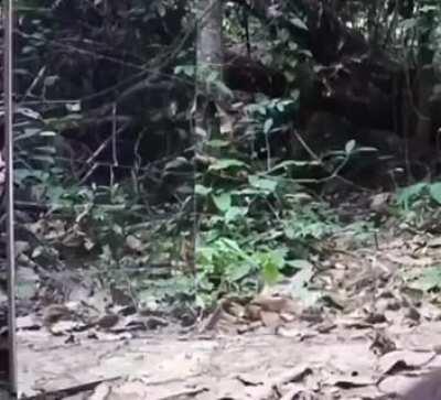 Wild animals reacting to mirror