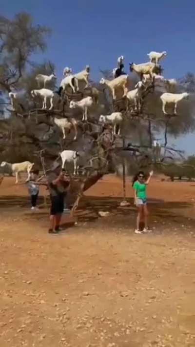 When Azeris show you their family tree