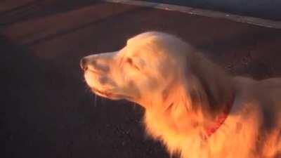 Dog imitating a siren and Hendrix's wah-wah pedal