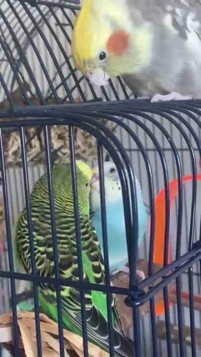 My budgies have a stalker