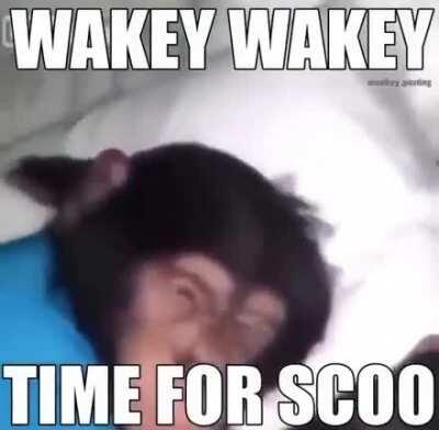 wait monke go to scoo??!!