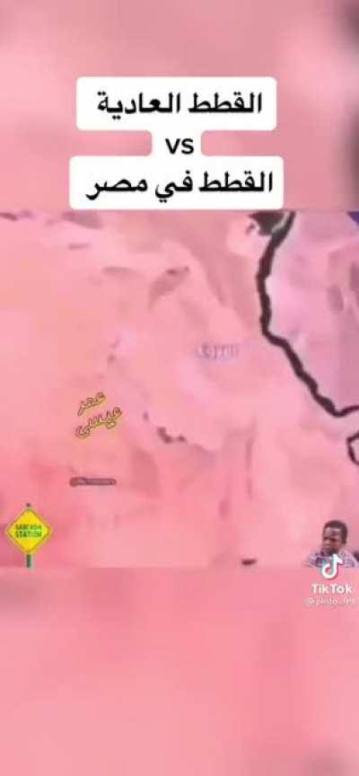 cats in egypt vs normal cats