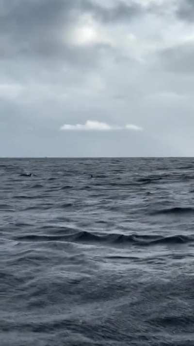 🐬 Dinky Dolphin 🐬