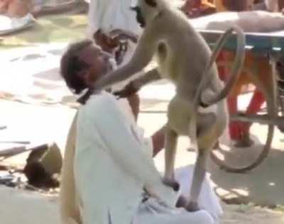 Monkey Tears Off Man's Scalp