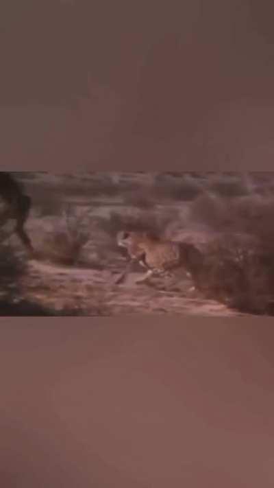 How to steal a Cheetah's food