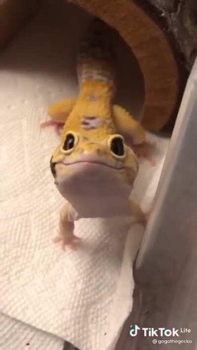 Here thought tht Jeannie might like dis