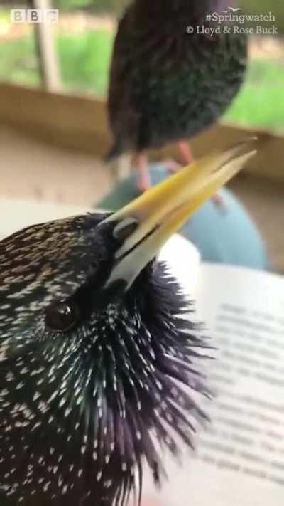 Beatboxing by birds