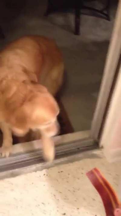 Dog doesn’t realize that he can just go through