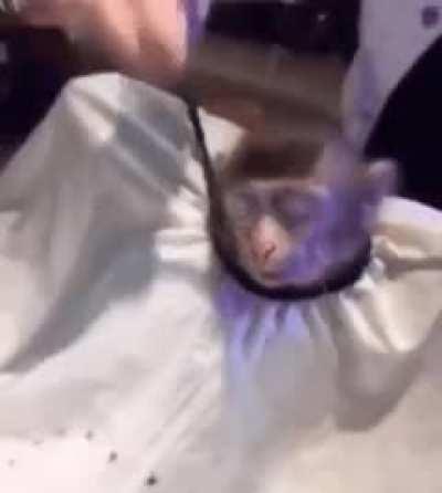 monke do be getting that trim doe