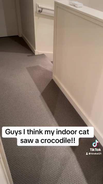 My cat, the screamer