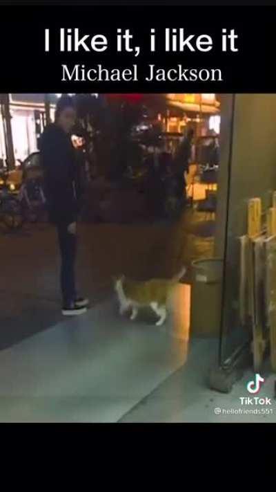 Michael got reincarnated as a cat 😳