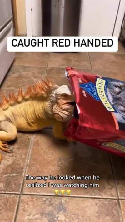 this guy's pet lizard is an absolute unit.