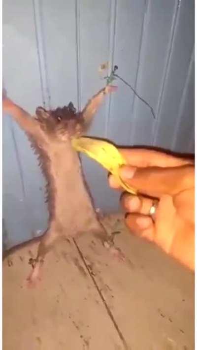 Um.. Noah please get the boat..