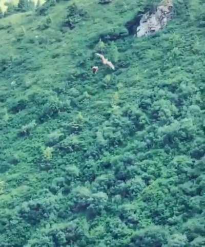 Raptor drops prey mid-flight, manages to loop back down and catch it.