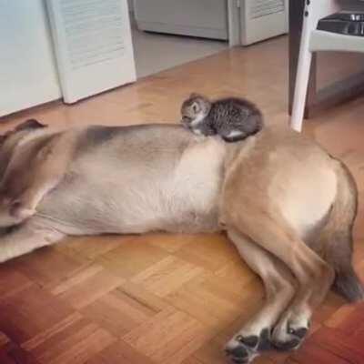 Smol on a big doggy bed