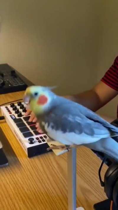 The cocktail rock along the beat