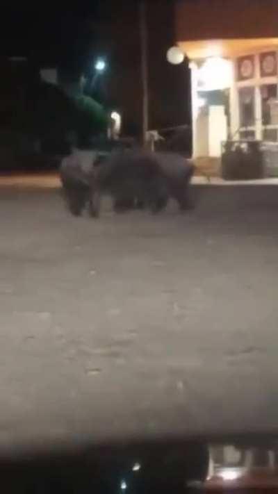 Alerta en Las Grutas por una invasión de jabalíes 