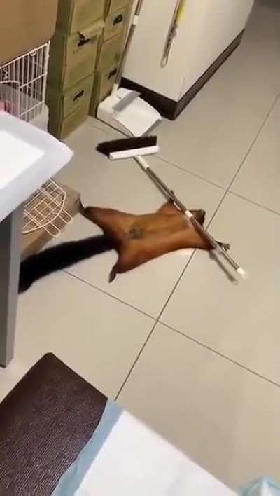 squirrel stages “accident” for attention