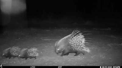 Look at this cute porcupine family!