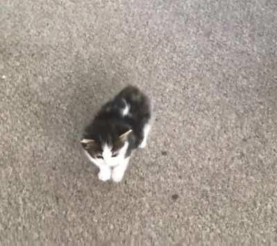 Smol Manx Criminal on the Run!