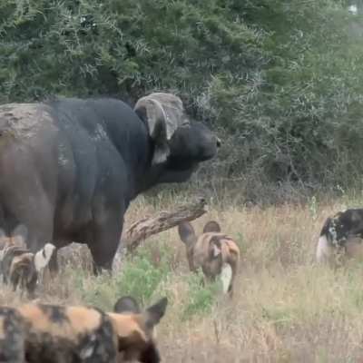 A hulking bull African buffalo moves among African wild dogs, too formidable to trifle with