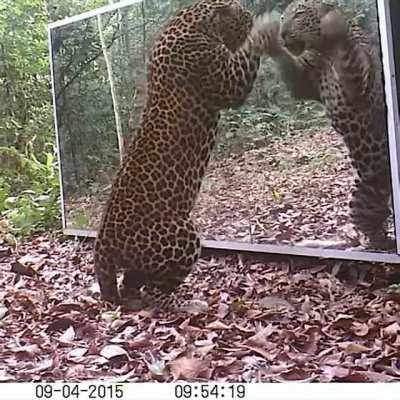 Mirrors confuse any cat