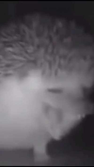 Hedgehog Yoshikage Kira