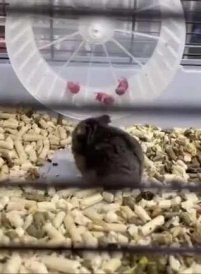 Hamster forcing her newborn to use the exercise wheel.