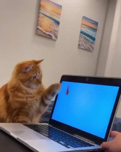 Cat.
