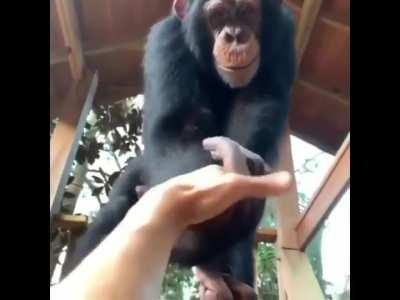 Showing how ridiculously strong chimps are.
