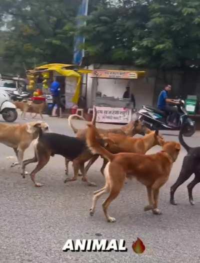 Animal movie Doggo edition