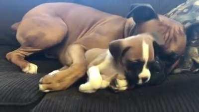 dogNew puppy doesn't let old dog get much sleep.