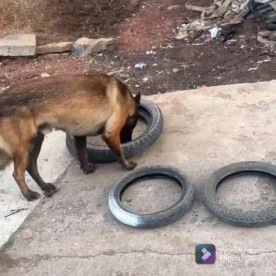 Smart doggo figures out how to carry four tires in one bite
