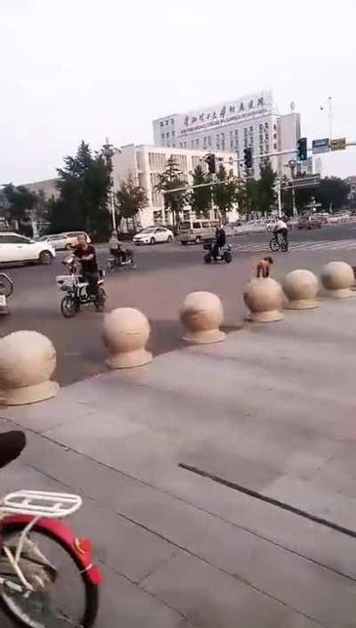 What kind of Rabbit breed is this?