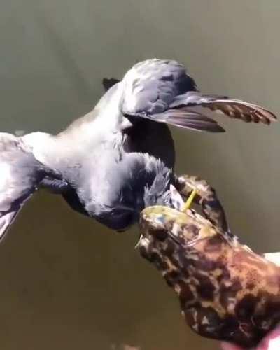 Example of a Toad trying to eat Swan meat